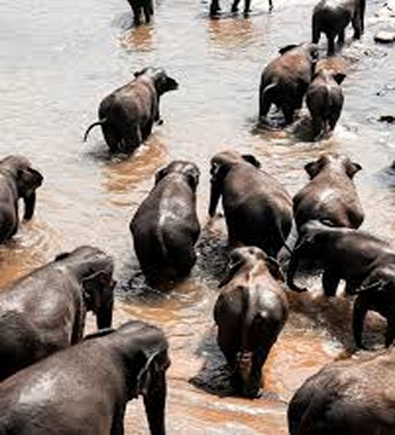 Pinnawala Elephant Orphanage (2 Pax.) - Image 5