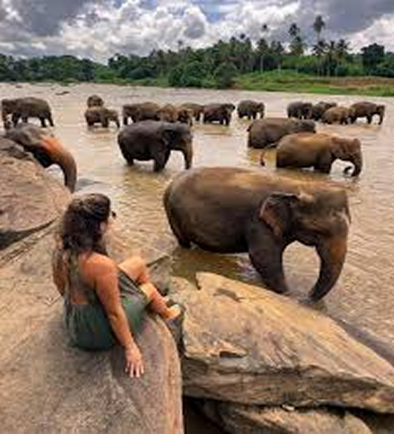 Pinnawala Elephant Orphanage (2 Pax.) - Image 4