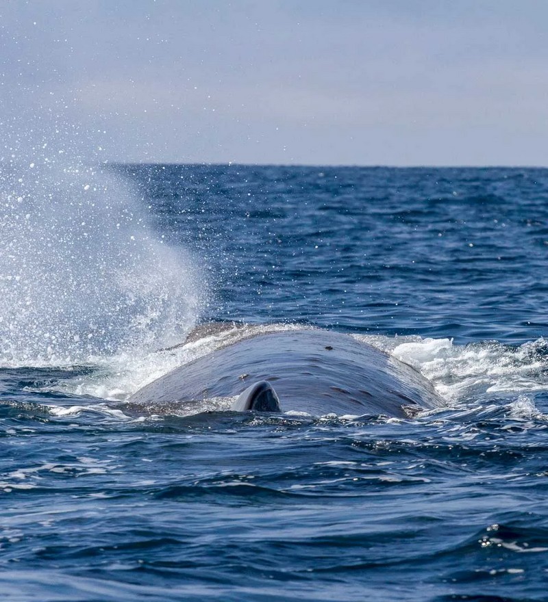 Whales Watching, One Day Tour (2 Pax.) - Image 9