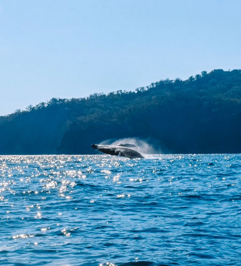 Whales Watching, One Day Tour (2 Pax.) - Image 6