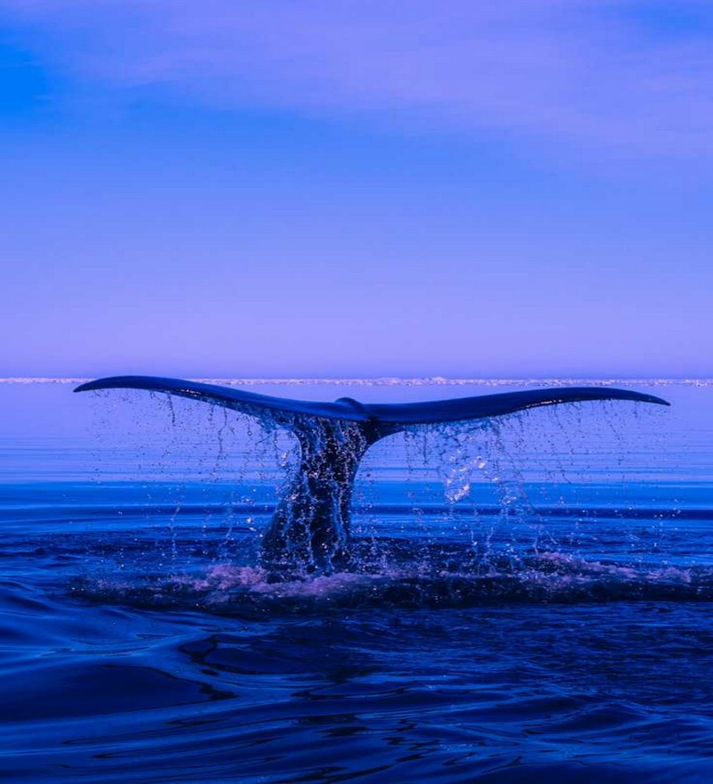 Whales Watching, One Day Tour (2 Pax.) - Image 5
