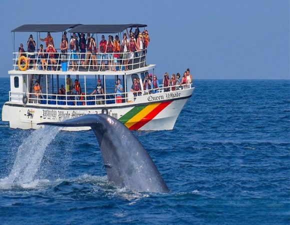 Whale watching in the South of Sri Lanka
