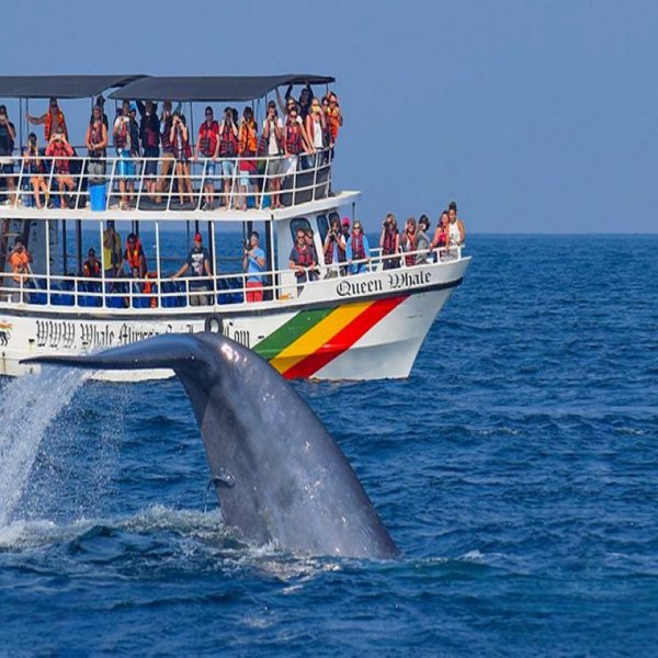 Whale watching in the South of Sri Lanka