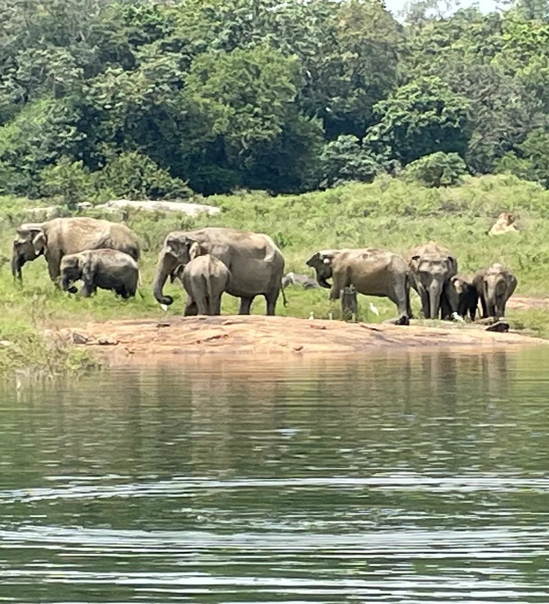 Gal Oya National Park (2 Pax., 2 Day Tour) - Image 11