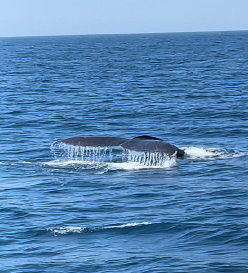 Whales Watching, One Day Tour (2 Pax.) - Image 7