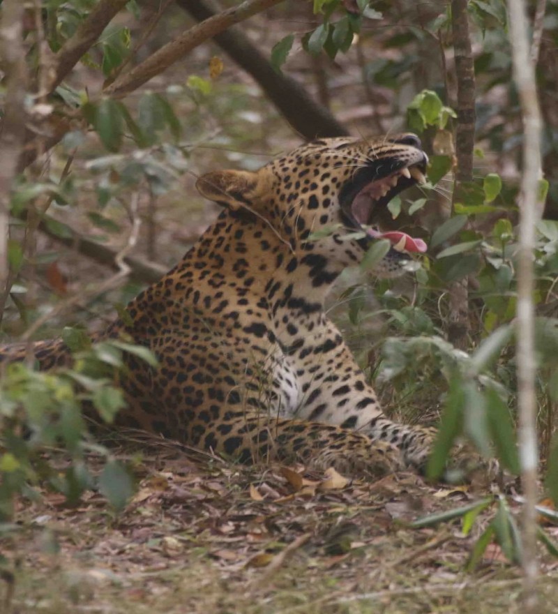 Gal Oya National Park (2 Pax., 2 Day Tour) - Image 3