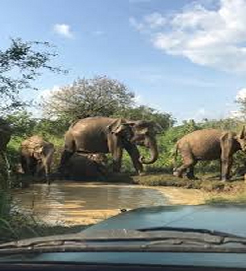 Udawalawe National Park (2 Pax.) - Image 5