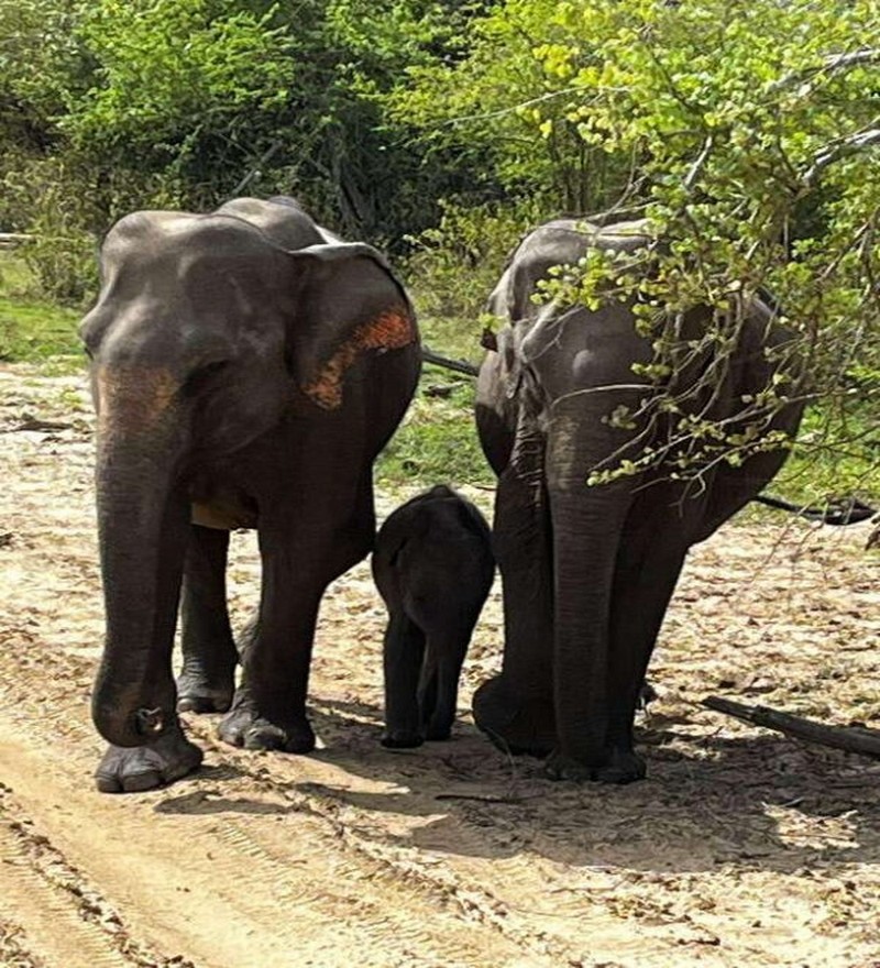 Udawalawe National Park (2 Pax.) - Image 6