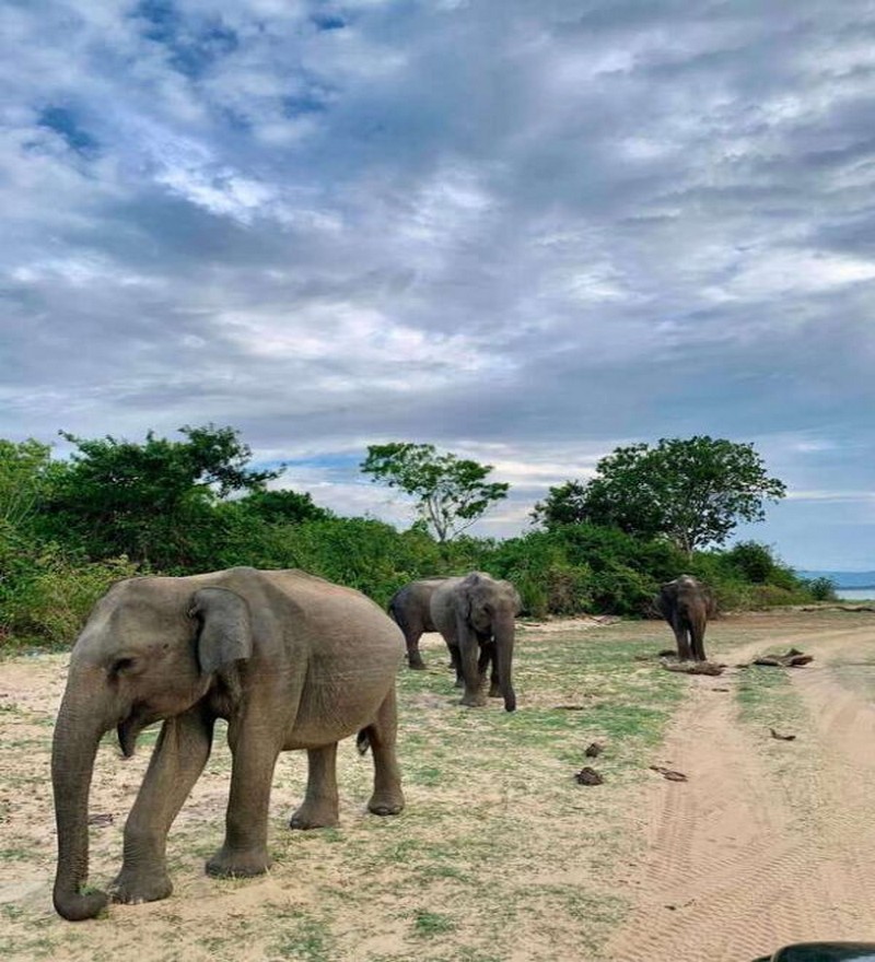 Udawalawe National Park (2 Pax.) - Image 3