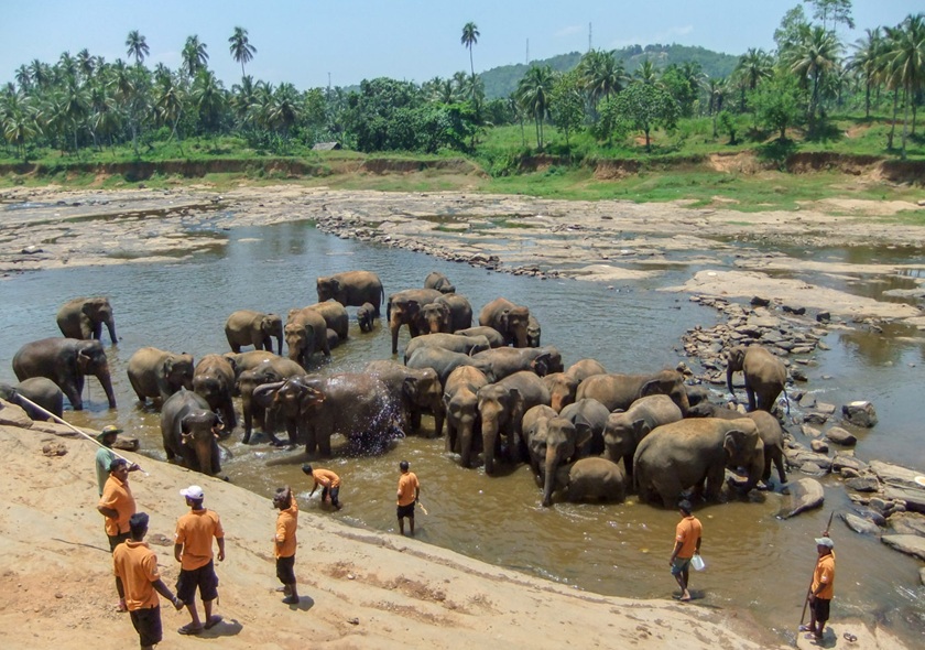 Pinnawala Elephant Orphanage