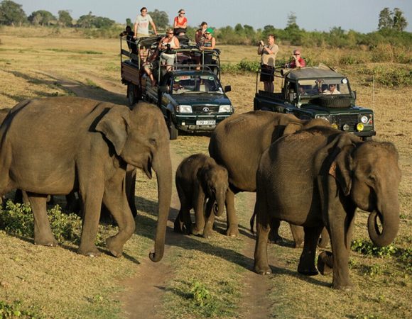  Udawalawe National Park