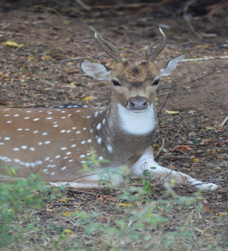 Udawalawe National Park (2 Pax.) - Image 2
