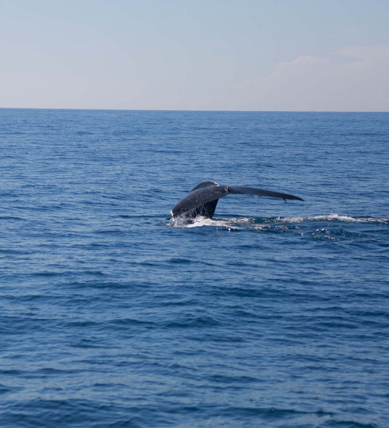 Whales Watching, One Day Tour (2 Pax.) - Image 2